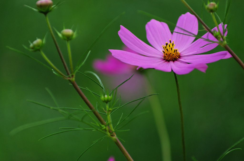 IMGP3848