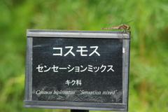 IMGP6645