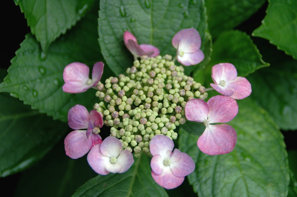 江戸東京たてもの園6