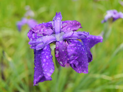 P1030335