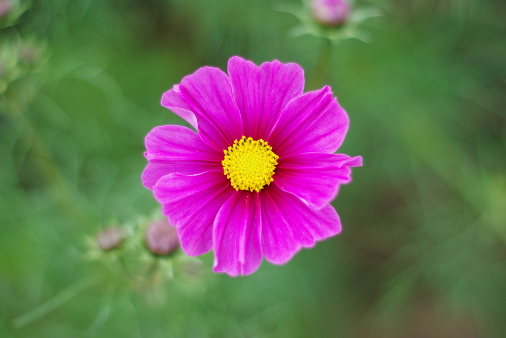 IMGP6975