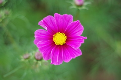 IMGP6975