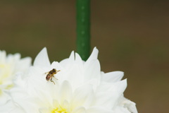 IMGP6749