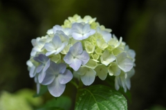 所沢航空記念公園1