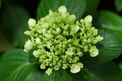 所沢航空記念公園2