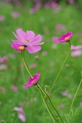 IMGP6837