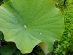 P1030287