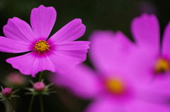 IMGP3858