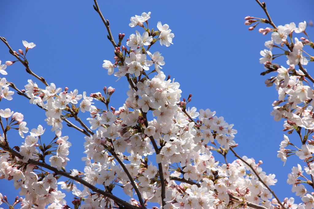 桜