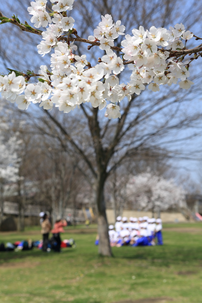 桜の下で記念撮影