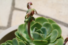 ｻﾎﾞﾃﾝの蕾