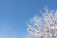 冬の空