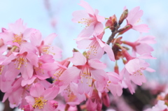 桜２