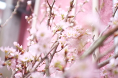 イヤラシクナイピンク