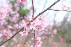 桜３