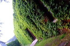 アイビーの壁２