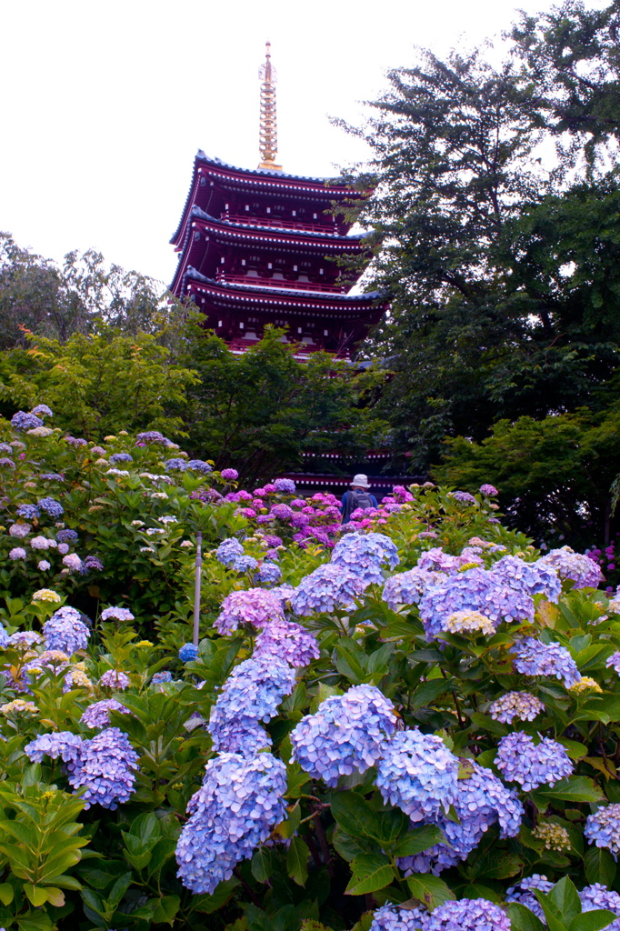 本土寺の紫陽花