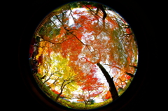 円周魚眼レンズで撮る本土寺の紅葉