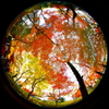 円周魚眼レンズで撮る本土寺の紅葉