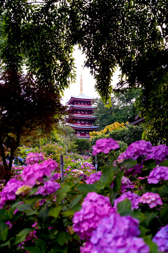 本土寺の紫陽花をツァイスパンカラー50F1.8で撮る