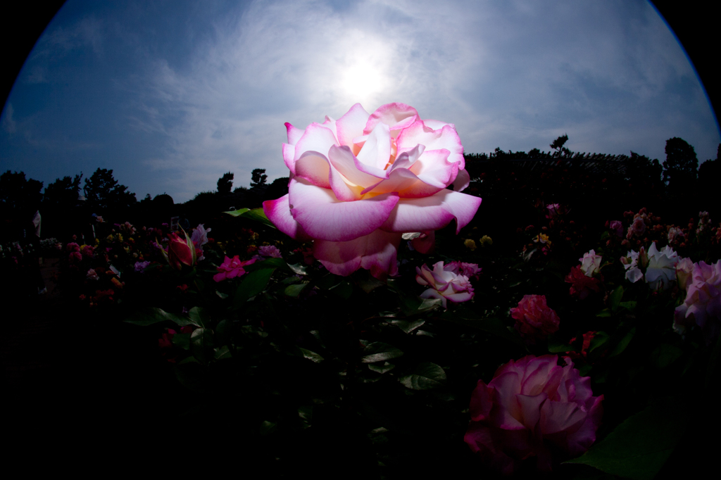 太陽と青空と薔薇