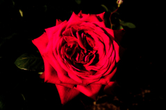 漆黒に浮かぶ赤いバラ