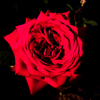 漆黒に浮かぶ赤いバラ