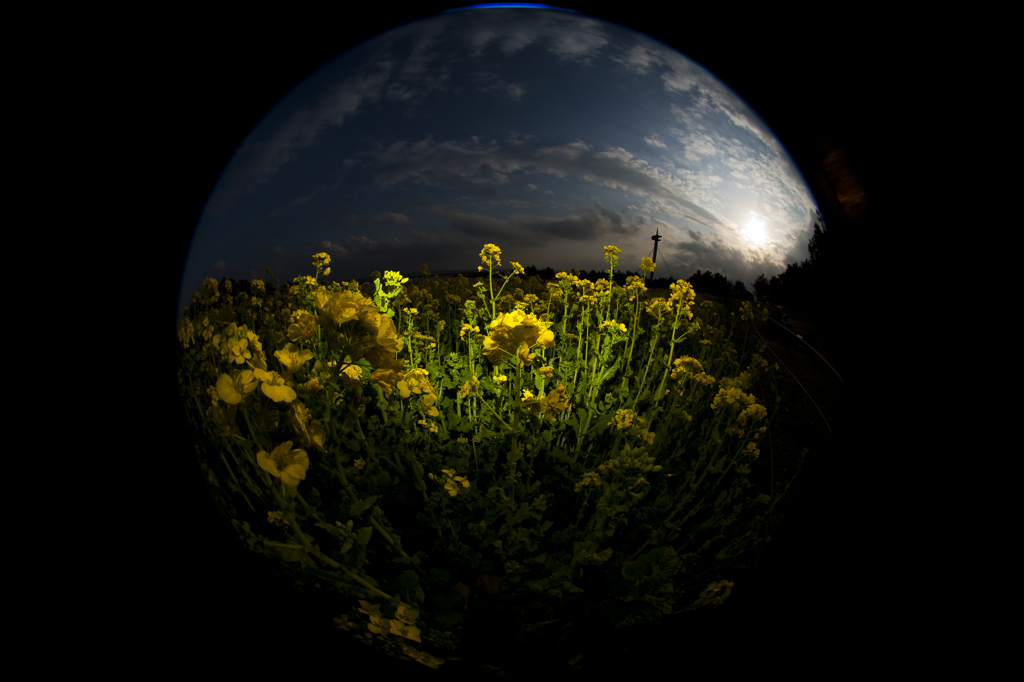 葛西の菜の花と空と雲と太陽