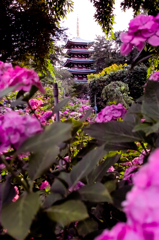 本土寺の紫陽花をシグマSD15＋30F1.4で撮る