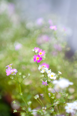 都会の草花