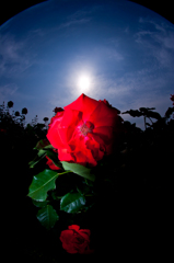 太陽と薔薇　希望の光