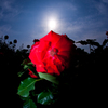 太陽と薔薇　希望の光