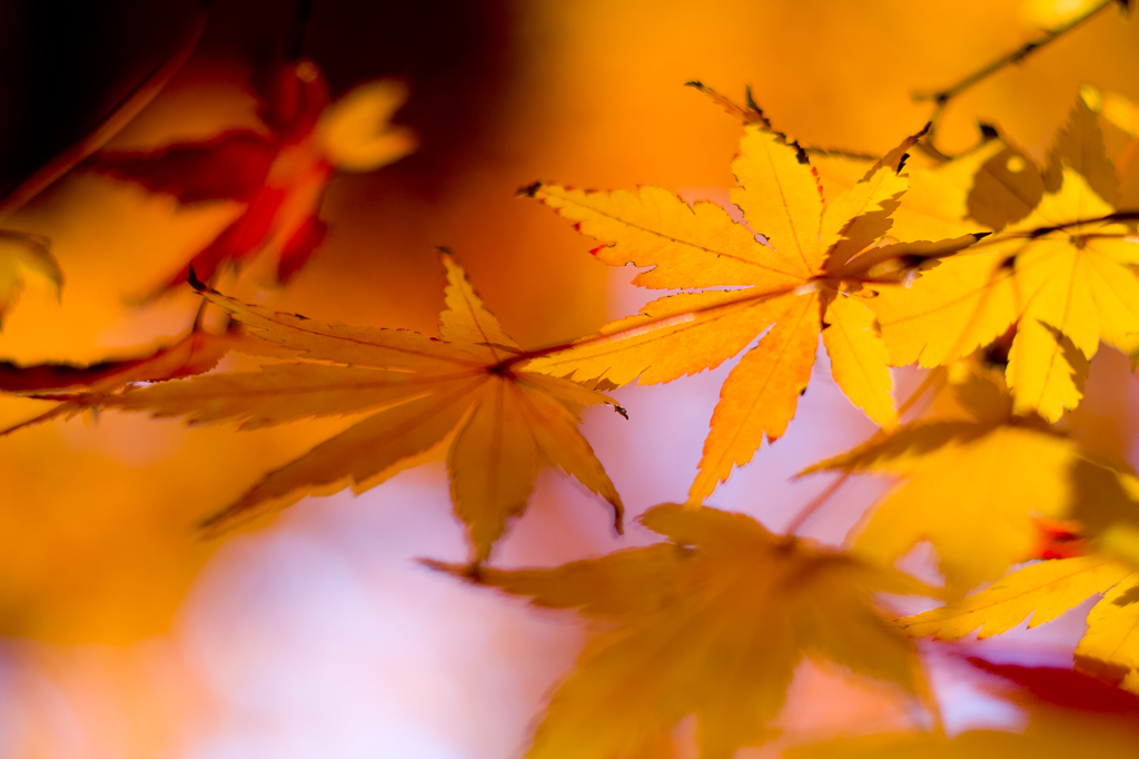 SD15とカールツｧｲｽイエナパンカラー50F1.8で撮る紅葉1