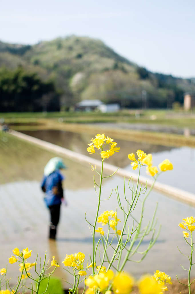 SD15で撮る田植えと菜の花