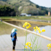 SD15で撮る田植えと菜の花