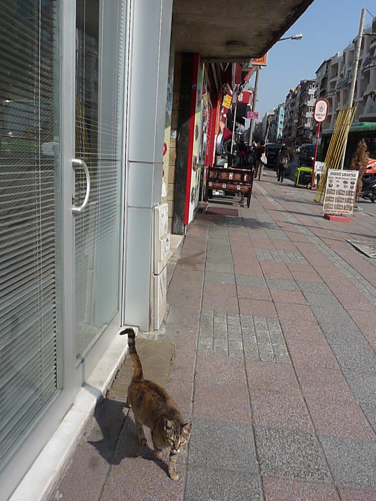 TKistanbul (7)