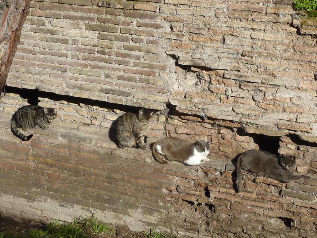 ITroma1