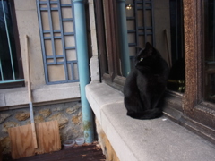 ナンシー派美術館の看板黒猫２