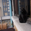 ナンシー派美術館の看板黒猫２