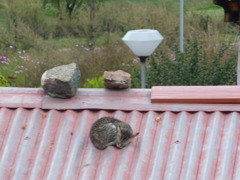 BTthinpu (3)