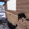 decemberwiescat1