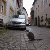 rothenburg2012nov (2)