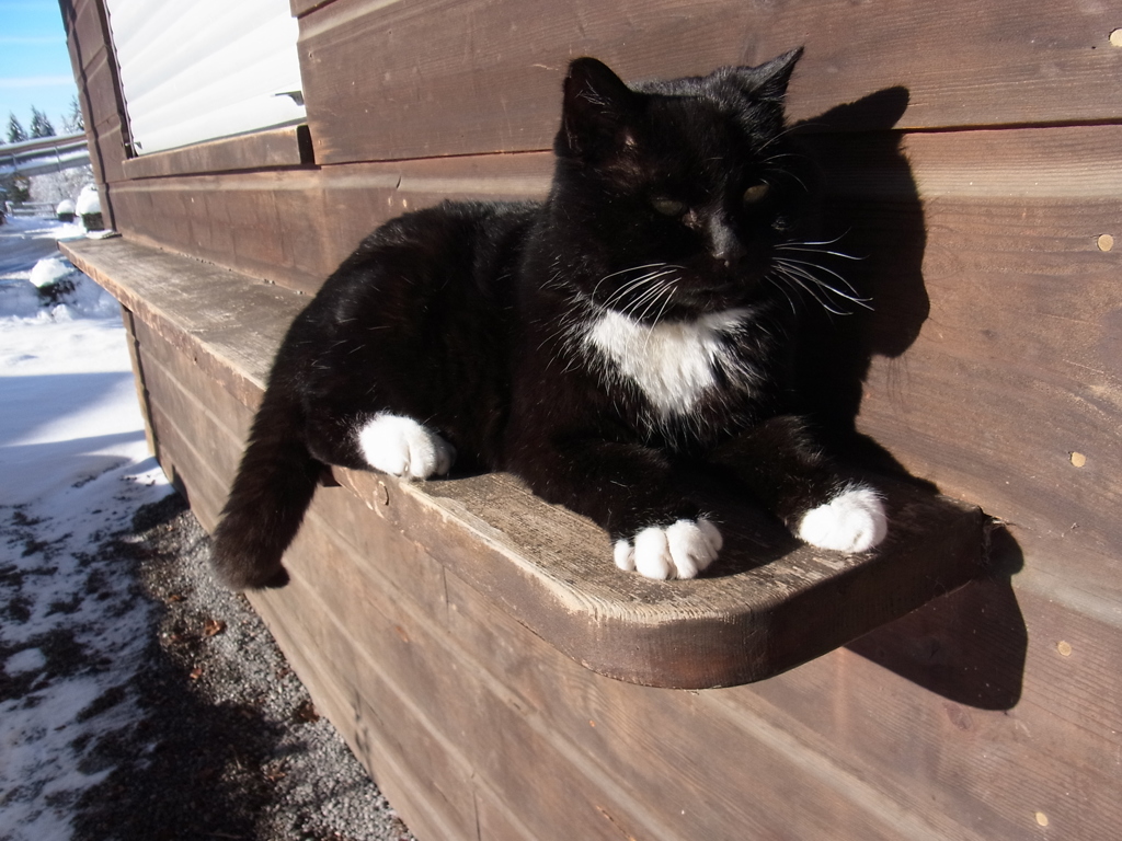 decemberwiescat4