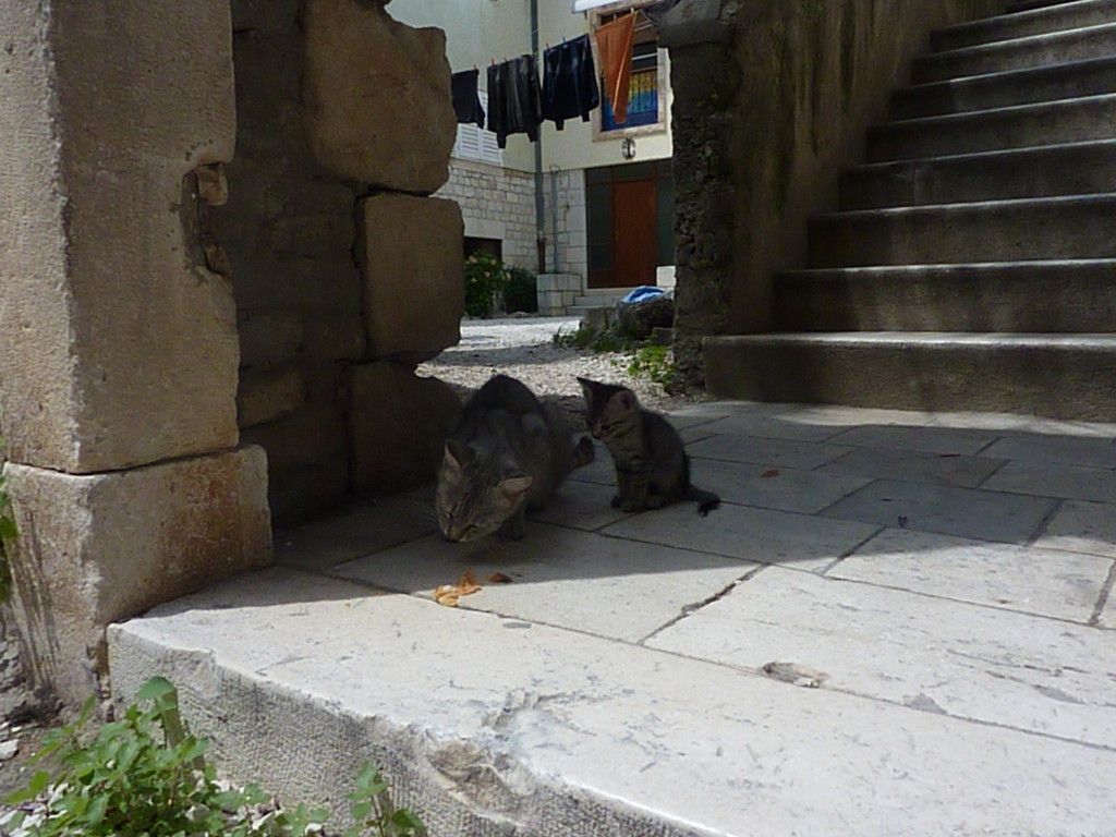 torogir (17)