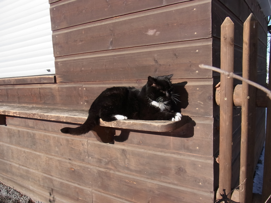 decemberwiescat2