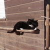 decemberwiescat2