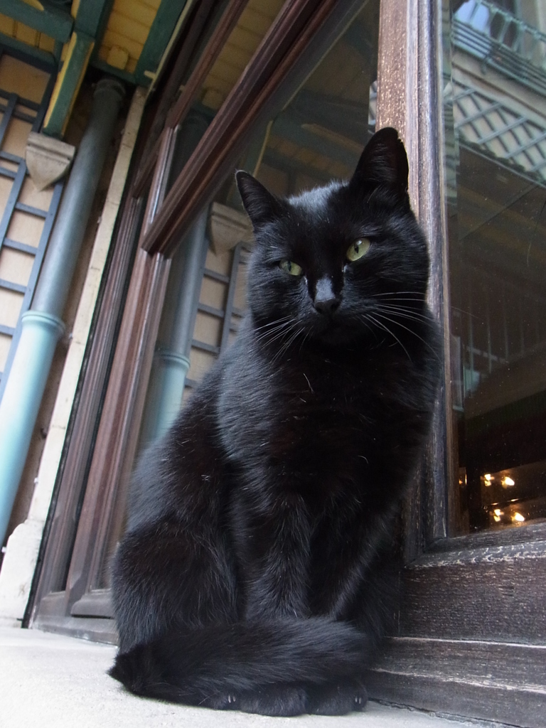 ナンシー派美術館の看板黒猫６