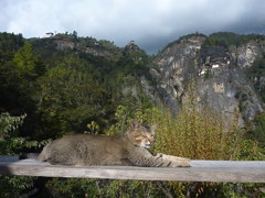 BTtaktsang (7)