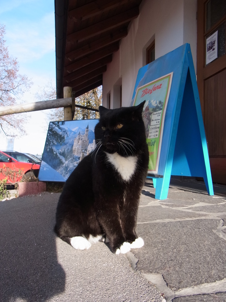 wiescat03