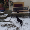 2013rothenburgjan (7)